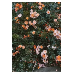 Rose poster, 70x100 cm^Fine Little Day Discount
